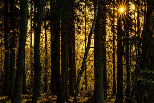 Lever de soleil dans la forêt