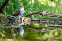Sperber am Rande des Wassers