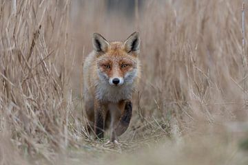 Red Fox ( Vulpes vulpes ) coming closer on a fox path through high, dry reed grass, low point of vie van wunderbare Erde