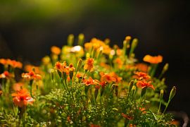 Tiny bouquet