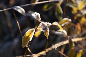 Eerste licht in de vorst van Kal