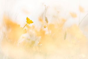 Butterblumen in der Sonne