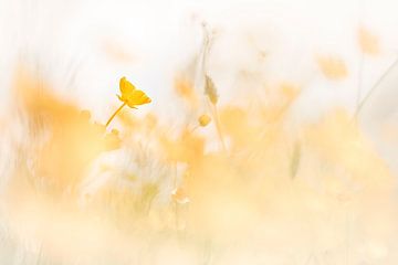 Buttercups in the sun by Bob Daalder
