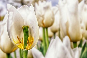 Inside the tulip van Peter Bartelings