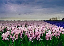A hyacinth field