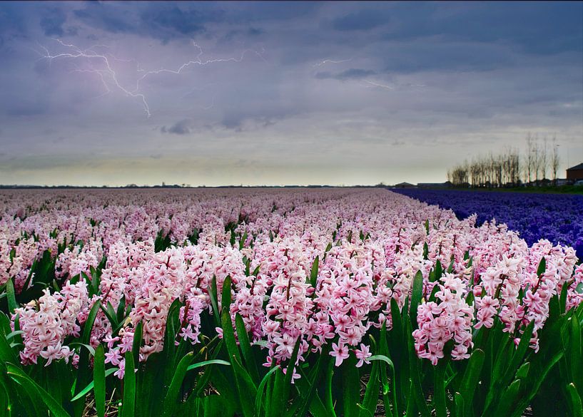 A hyacinth field by WeVaFotografie