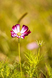 Blühender Frühling