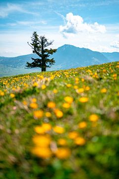 Blumenwiese am Mittagberg mit Blick auf den Grünten von Leo Schindzielorz