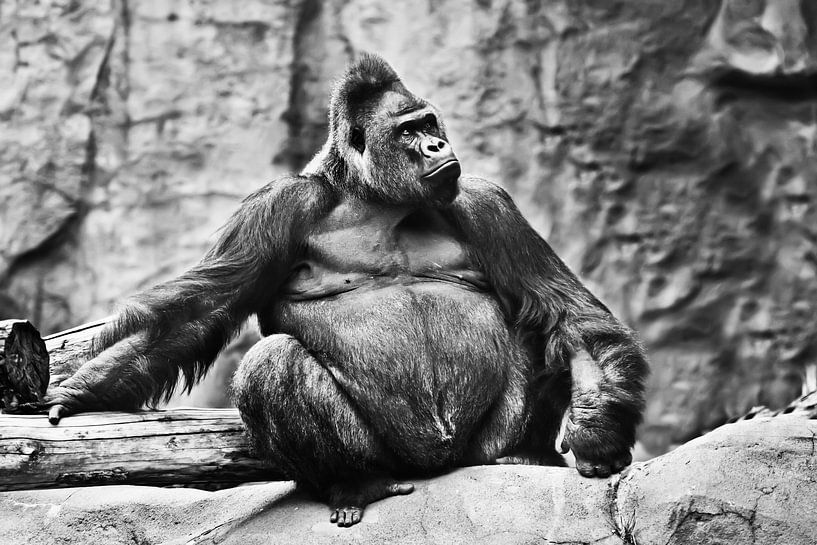 mannelijke gorilla zit op een achtergrond van stenen en kijkt trots. Verkleurd, zwart en wit van Michael Semenov