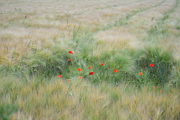 An island of poppies in the middle of a wheat field
