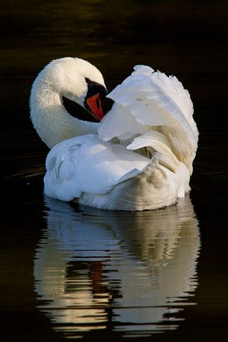 Birds | Mute swan in reflection, Oostvaardersplassen by Servan Ott
