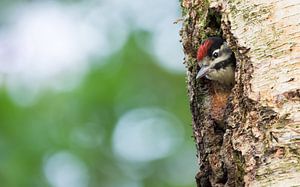 De grote bonte specht van Danny Slijfer Natuurfotografie