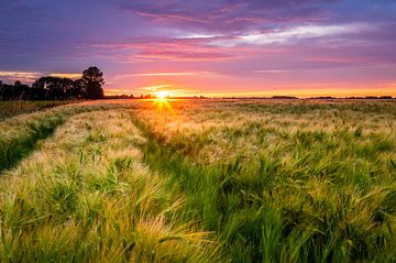Sunset over a barley field