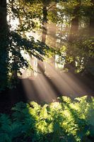 Divine sunrays I