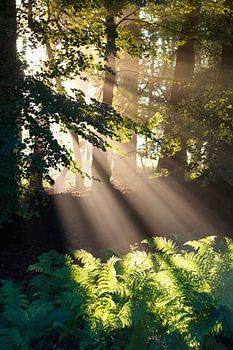 Göttliche Sonnenstrahlen I