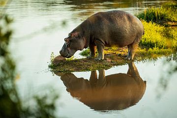 Nijlpaard van Meleah Fotografie