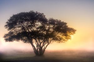 Nebliger Morgen