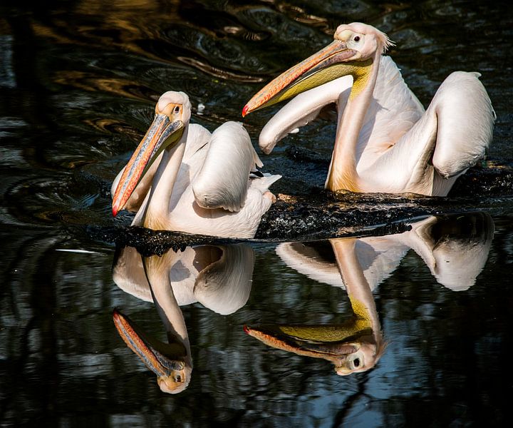 Twee pelikanen par Harrie Muis