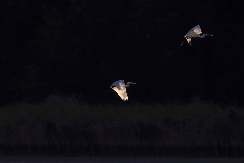 Belle aigrette dans la lumière du soir par Thomas Jäger