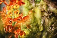 Melkachtige ster oranje