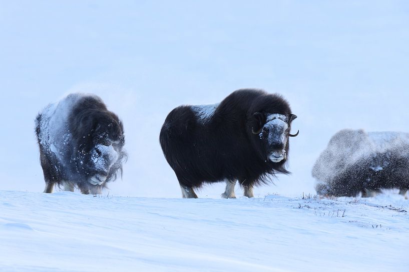 Moschusochsen im Winter Dovre Nationalpark Norwegen von Frank Fichtmüller