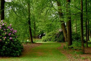 Bande herbeuse entre les arbres et les buissons