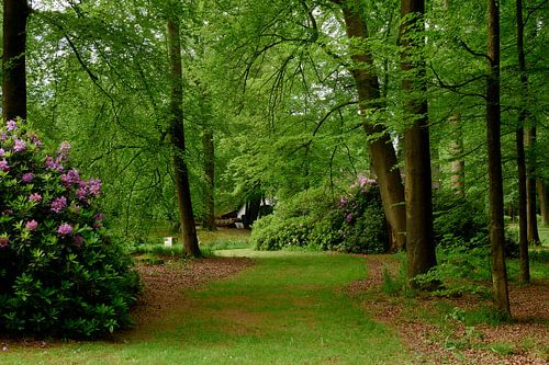 Een grasstrook tussen de bomen en struiken