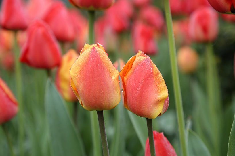 Tulip by Lianna Tarverdyan