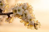 White fruit tree blossom during sunrise by Dafne Vos thumbnail