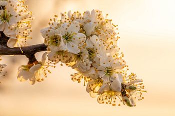 Weiße Obstbaumblüte bei Sonnenaufgang
