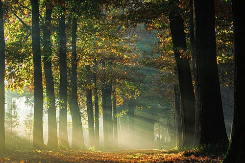 Herfst in het Mastbos