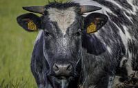 Just a cow