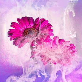 Gerbera photographié de manière pittoresque sur Lieke van Grinsven van Aarle