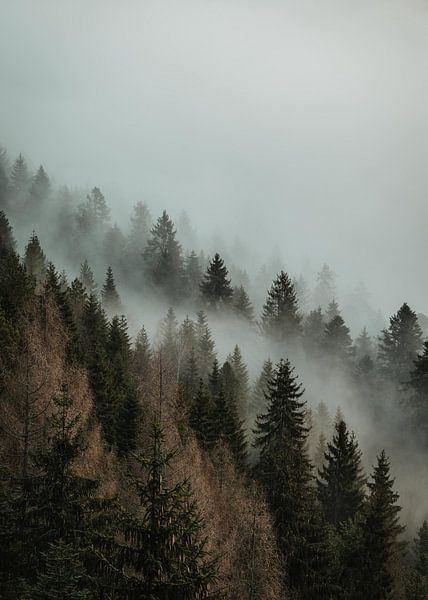 Foggy Pines by Nikita Abakumov