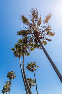 Palmenhimmel und Urlaubsstimmung
