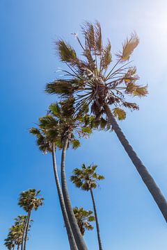 Palmenhemel en vakantiestemming