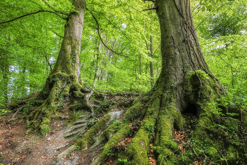 Buchenbrüder von Thomas Herzog