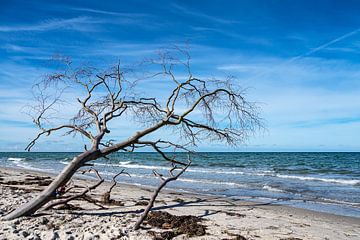 Tronc d'arbre sur la plage ouest du Fischland-Darß sur Rico Ködder