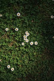 Gänseblümchen im Gras von Liesbeth Disbergen Photography