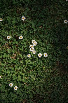 Gänseblümchen im Gras