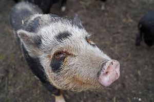 1jährige Minischweine im Garten