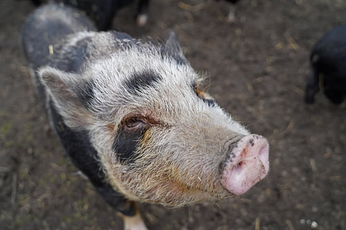 1 jaar oude minivarkens in de tuin