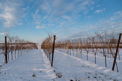 Wijngaard in de winter