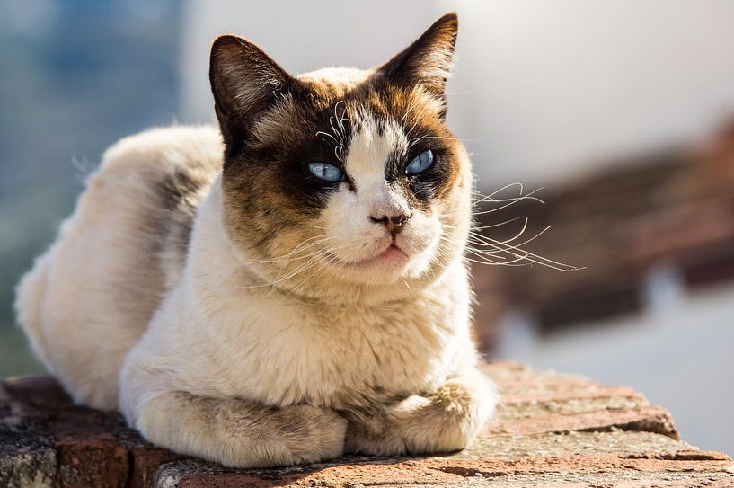 Katze von René Weijers
