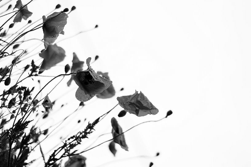 Poppies by Walljar
