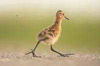 Black-Tailed Godwit (Limosa limosa) chick on meadow