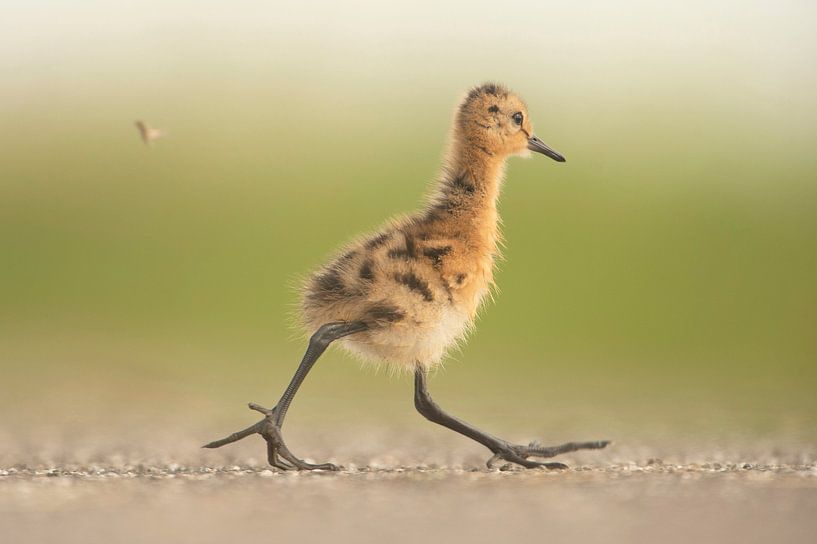 Uferschnepfe (Limosa limosa), Küken auf einer Wiese von Marcel van Kammen