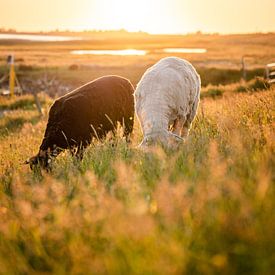 Schapen genieten van de zonsondergang van Fernlicht Fotografie