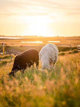 Schapen genieten van de zonsondergang van Fernlicht Fotografie