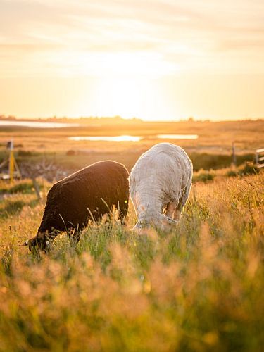 Sheep enjoying the sunset